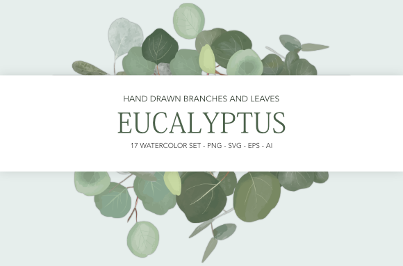 Eucalyptus Leaves and Branches: A Designer’s Practical Review